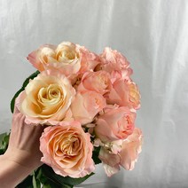 [꽃 마실] 생화 (특상) 하젤 장미 한단