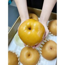 23년 나주 햇배 선물세트 5kg 7.5kg 15kg, 나주햇배(원황)특품 5kg (8-10과)