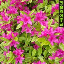 철쭉 특선 1단 5주 백철쭉 자산홍 산철쭉 영산홍 왜성철쭉 홍황철쭉, 1. 백철쭉 H0.3m 분묘 1단5주