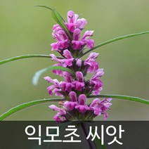 익모초 씨앗 약초 종자 야생초 씨 4000알, 1개
