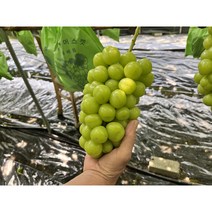 김천 샤인머스켓 탕후루 거봉 씨없는 청포도 망고 애플 사파이어 캠벨 2Kg, 1개, 2Kg (3~4수)