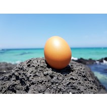 제주 애월아빠들 동물복지 유정란 40알(520g)