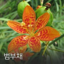 범부채 100g
