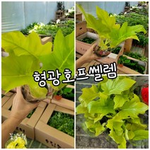 황금 호프쎌렘 0020 특랜덤 공기정화식물/미세먼지/공기정화효과 공기정화식물