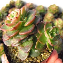 누다키우기 쉬운 실내 거실 다육 식물 화분 랜덤발송, 단품