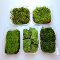 모듬 이끼 SET 세트 (비단이끼 서리이끼 깃털이끼 털깃털이끼 꼬리이끼) 양지이끼 공기정화식물 가는흰털이끼 천연 자연산 생이끼 테라리움 / 비바리움 / 이끼식물, 모듬 이끼 (비단/서리/깃털/털깃털/꼬리)