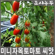 미니자옥토마토 씨앗/종자 70립판매/대추/방울 토마토