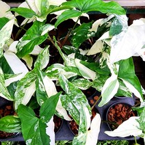 꽃나무팜 알보무늬 싱고니움 신고니움 (업사이즈 소품) 무늬 포도필럼 알보 싱고늄 바리에가타 희귀식물 (한개금액입니다)