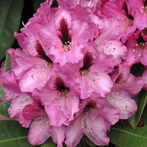 꽃모종]로드덴드론(만병초)-코칼디아 : 10cm분 Q1560