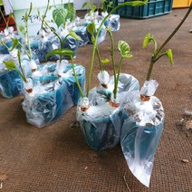 2022년도 하늘마 우주마 열매마 둥근마 모종 1주(포기) 지호네농장, 열매마모종_1(주)