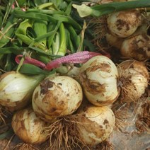 무안 양파 햇양파 만생종양파 장아찌용양파 산지직송, 무안 황토밭 양파 소 장아찌용 3kg