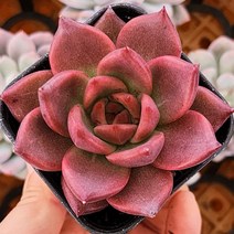 매혹적인 다육이 한가득 모아보기, 10번- 랑콤, 1개