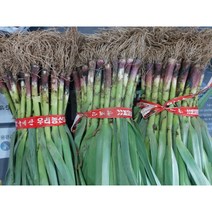 햇 풋마늘 짱아치 잎마늘 1단 1kg