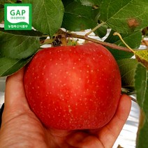 강원도 양구 펀치볼 사과 5KG / 10KG #3816사과 #부사 #GAP인증, 양구 펀치볼 부사 사과 10KG 32-36과