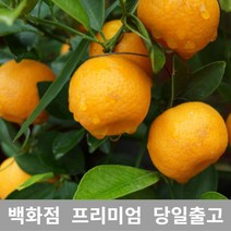 도봉물산특가_[국내산] 가락청과네 한라봉 3kg 제주한라봉 제철 제주도 가격, 1, 본상품선택