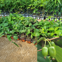 [모든원예조경] 슈퍼왕다래나무 묘목 포트묘, 1개