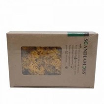 천연이끼 스칸디아모스 옐로우(150g) - 공기정화 기능 관리쉽고 그늘에서도 잘 자라는 인테리어 식물 취미 원데이 클래스 디퓨저 화분 만들기(4개 이상 주문배송)