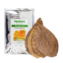 탄토라 알몬드잎 어항 항균 열대어 베타 새우 면역력 PH저하, M