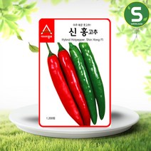 솔림텃밭몰 풋고추씨앗 700립 신홍 아주 매운 다수확 고추씨앗, 단품