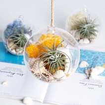 공기정화 천연 가습 DIY 테라리움 틸란드시아 이오난사 스칸디아모스, 행잉볼 DIY, 옐로우