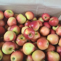 국내산 루비에스 미니사과 경상북도 영천 산지직송 꼬마사과 한입사과 가정용 껍질째 먹는 사과 제철과일 추석사과 1키로(20~25개), 1kg