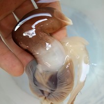 [쫄깃달큰] 국산 손질새조개 여수 새조개 특등품, 손질새조개 프리미엄(500g)