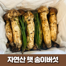 [최고급] 자연산 햇 송이버섯 500g 1kg 국산 산지 직송 생 송이버섯 국내산 명절 추석 부모님 선물세트 (선물박스+황금보자기), 1개, 1kg (정지품-3등품)