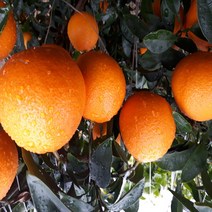 고당도 제주 노지 황금향 만감류 가정용 선물용5kg, 5kg/정품/혼합/20~30과