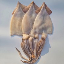 [생물] 국산 목포 오징어 손질 (3미)