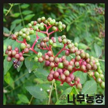 (나무농장) 민산초(가시없는산초) 키 1.5m x R4 내외 결실주 분