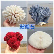 철갑상어키우기 구피암컷 베타암컷 천연 산호 화초 돌패각 소라껍데기 조경 가구 장식, 19 푸른 색