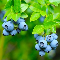 블루베리 2년생 포트 / 대로우 / 아파트 베란다에서도 키움 / 안토시아닌 듬뿍, 1개