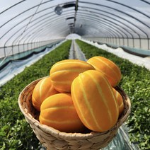 고씨네농장 성주 참외 최상급 실속형로얄과 꿀참외, 최상급 실속형 로얄과5kg(12~19과)