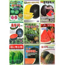 수박씨앗모음 애플수박씨앗 망고수박씨앗 복수박씨앗 미니수박씨앗, 33.로얄파워멜론100립, 1개