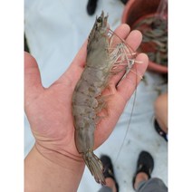 제철 신안 흰다리새우 국산 대하 왕새우 활새우 1kg, 활 흰다리새우 1kg  (26-28미 내외), 1개