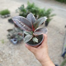 식물공장 루비수채화 고무나무 소품 10~30cm 35