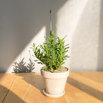 보랏빛향기 공기정화식물 키우기쉬운 반려식물 잉글리쉬라벤더 독일 토분, 쵸콜렛(11cm), 화분받침 추가