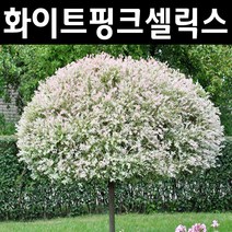 무늬버들(화이트핑크셀릭스) 5치포트 1개/나무 묘목/활엽수/정원용