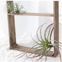 모던 집꾸미기 탈란시아 조화장식 L 인테리어소품, 칼라_빈티지 레드그린