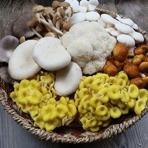 장보리 국내산 느타리 송이 목이 모듬버섯세트 1kg, 1개