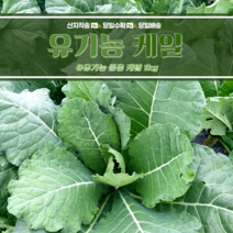 유기농인증 즙용케일 1kg, 유기농 즙용케일 1kg