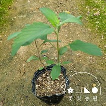 층꽃나무 3치포트 숙근 다년생 노지월동 야생화 보라색꽃, 단품