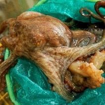 청정해역 통영 싱싱한 삐뚤이소라회 멍게 전복회 미더덕 해산물, 1개, 자연산돌문어500g