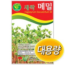 대용량 새싹메밀 1kg 새싹씨앗 (C0181)