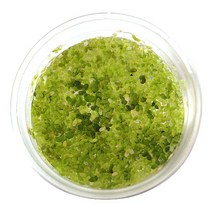 개구리밥 (종이컵 표면 용량 1컵) - 수생식물, 단품