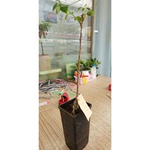 향수묘목농원 대봉감나무 화분묘, 1개