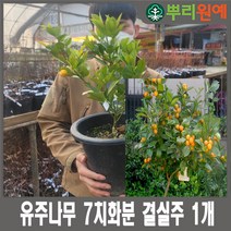 유주나무 7치화분 결실주 1개 뿌리원예/유자/탱자