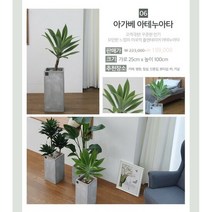 06.아가베 아테누아타 거실화분 인테리어화분 개업화분 공기정화, 단품