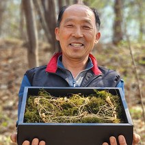 산에서만 자란 진짜 산양삼(5~6년산), 강원도 산양산삼(고급포장) 12뿌리, 1개