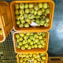레드 못난이 사과 3kg 14-21과내외 시나노사과 시나노골드 시나노골드사과, 단품